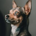 How to train a Chihuahua not to bark: Proven Training Methods