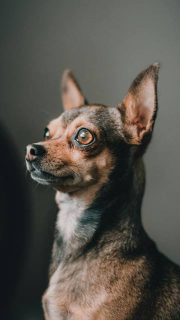 How to train a Chihuahua not to bark: Proven Training Methods