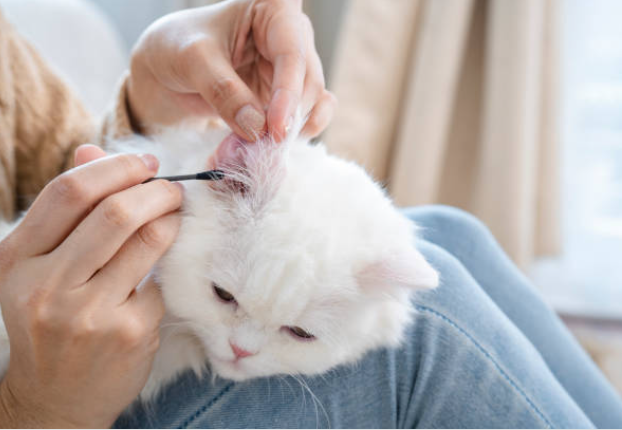 How to Groom a Long-Haired Cat at Home