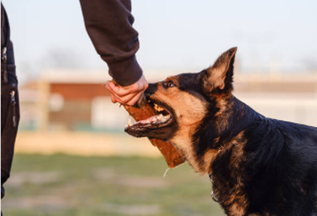 How to Teach My Puppy to Stop Biting