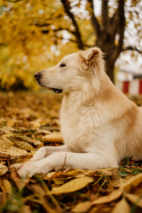 Common Dog Diseases That Cause Death: Awareness and Prevention Tips