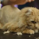 How to Groom a Long-Haired Cat at Home: Essential Tips and Techniques