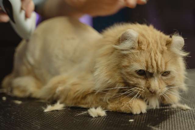 How to Groom a Long-Haired Cat at Home: Essential Tips and Techniques