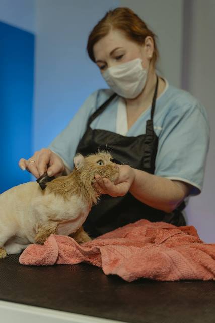 How to Groom a Long-Haired Cat at Home