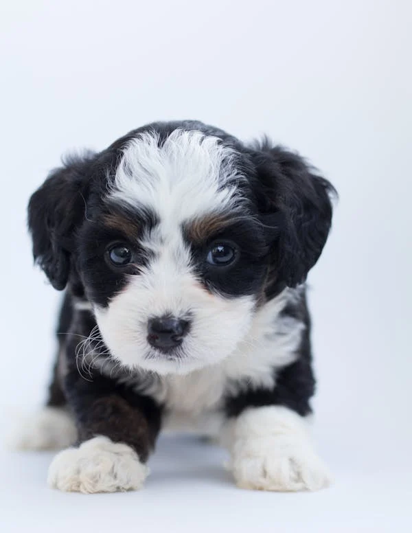 Why Puppy Hiccups Often? Managing This Common Behavior