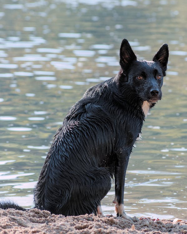 American Water Spaniel