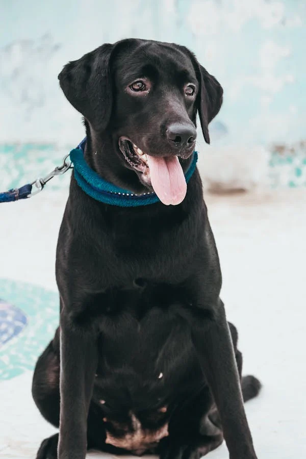 Understanding Black Labrador Retriever Temperament: Traits, Training, and Family Life