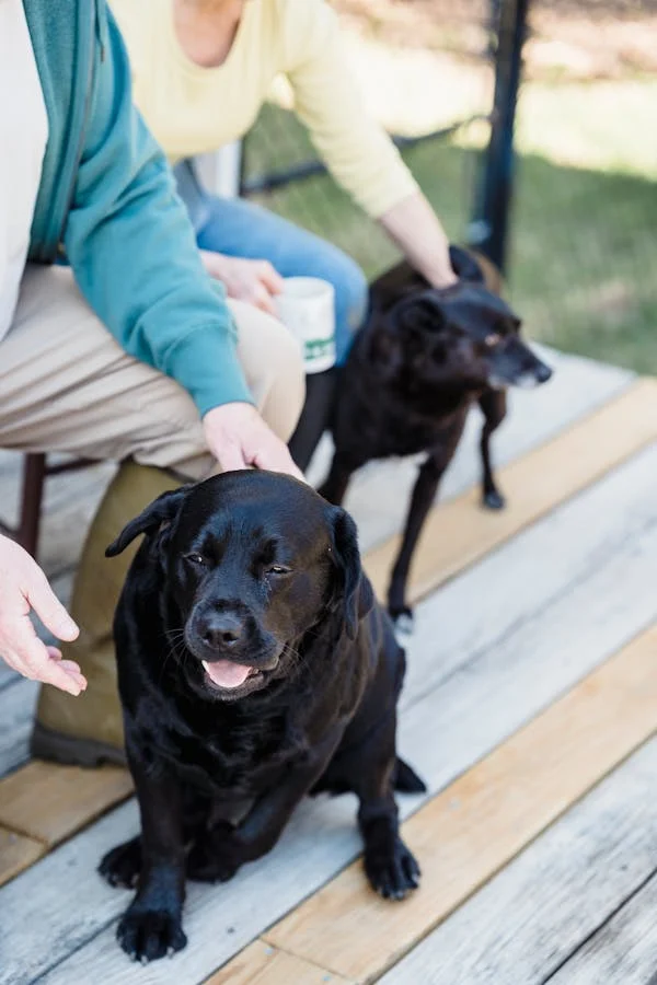 black Labrador Retriever temperament