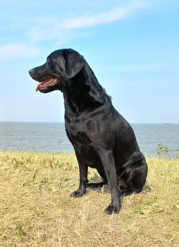 black Labrador Retriever temperament