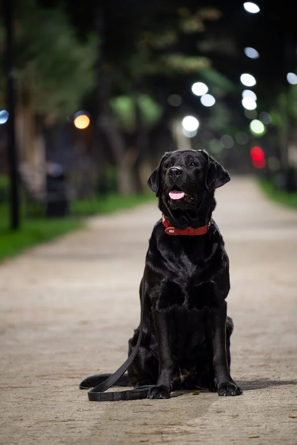 black Labrador Retriever temperament