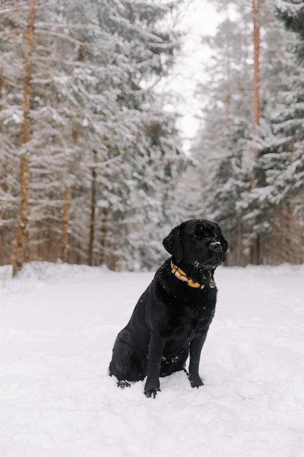 black Labrador Retriever temperament