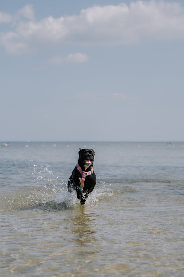 black Labrador Retriever temperament