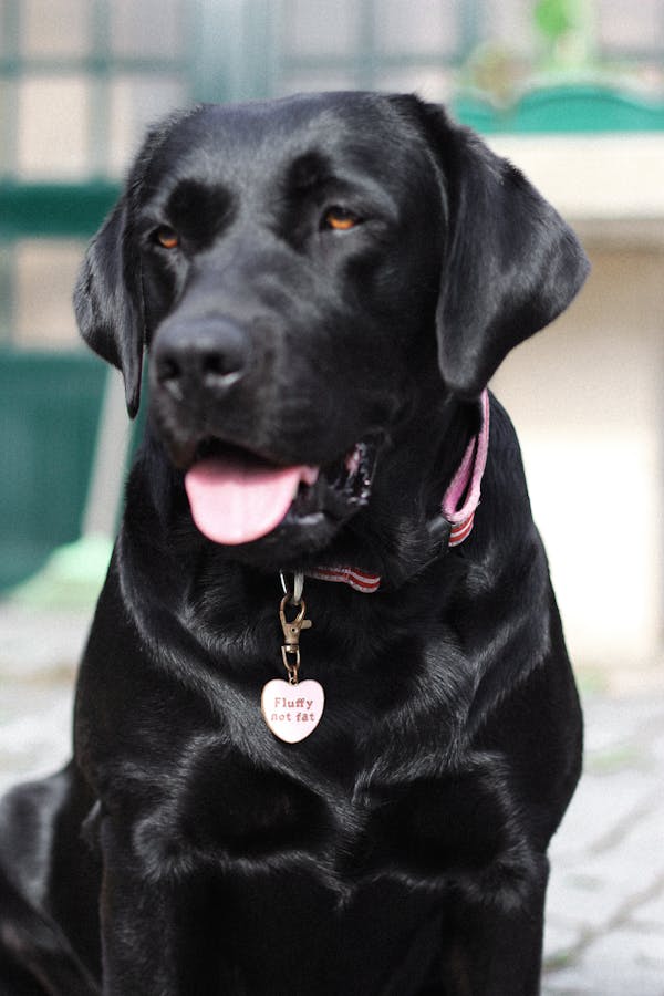 Chesapeake Bay Retriever