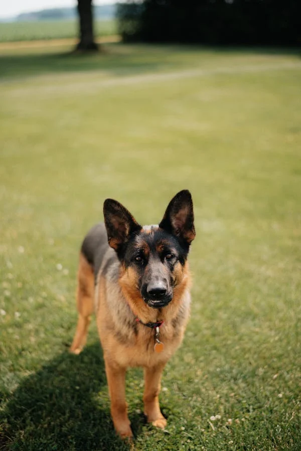 German Shepherd