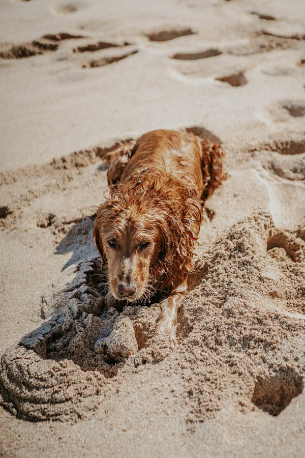 Nova Scotia Duck Tolling Retriever