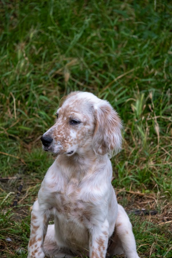 Pointer or Setter Breeds