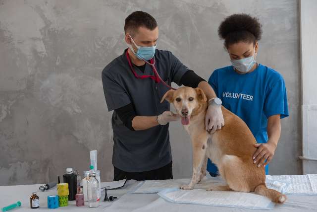 Types of Dog Vaccinations: Essential Guide for Pet Owners