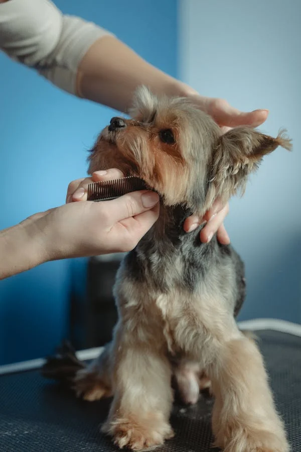 How Long Does a Dog Grooming Take