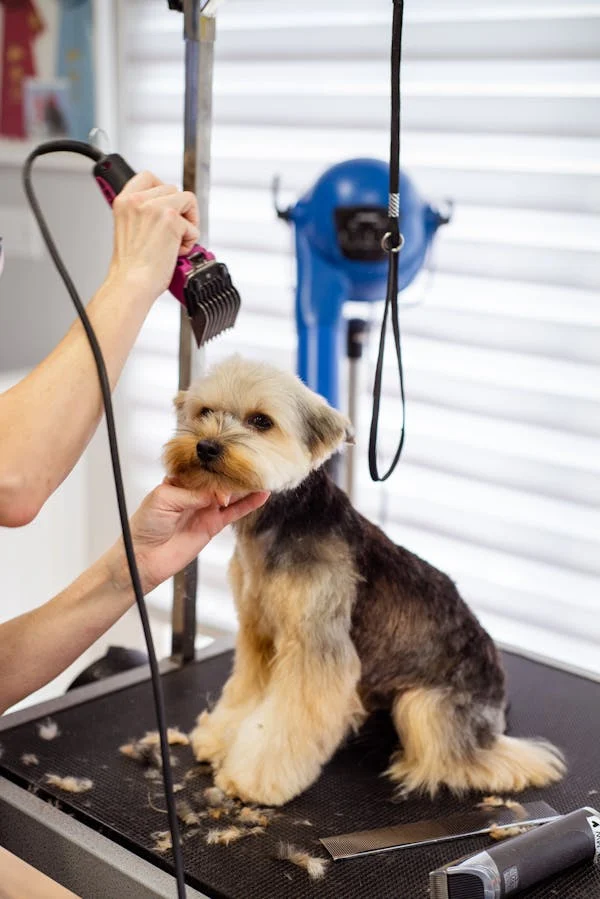 How Long Does a Dog Grooming Take? A Comprehensive Guide