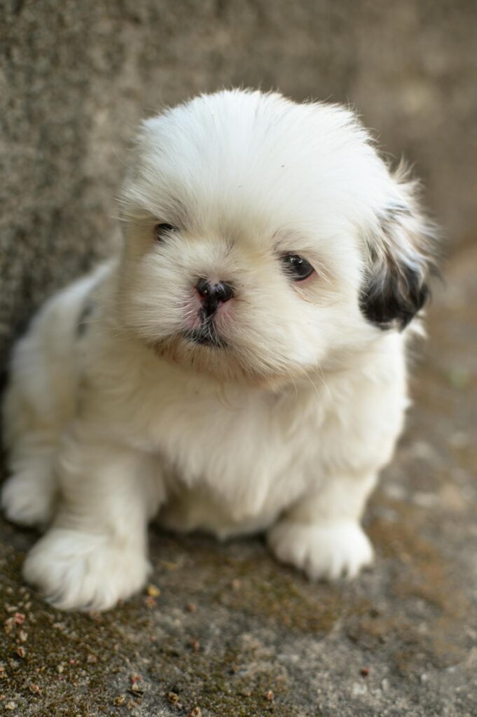 Shih Tzu