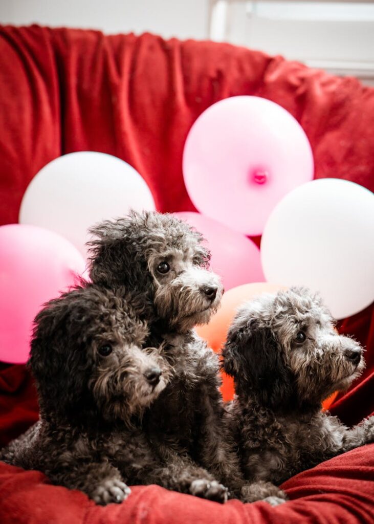 The Glamour of Mixed Dog Breeds with Poodles