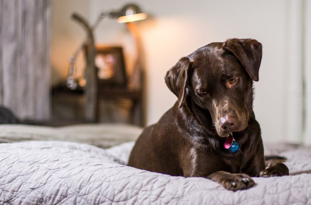 Do Dogs Get Bored of Their Food? Keep Mealtime Exciting