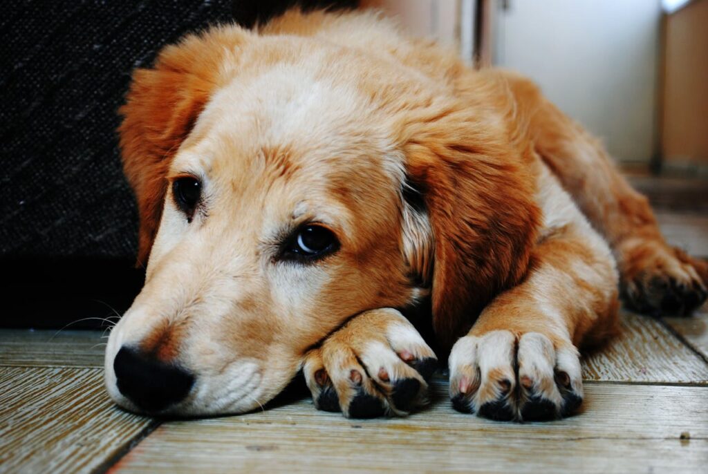 Do Dogs Get Bored of Their Food