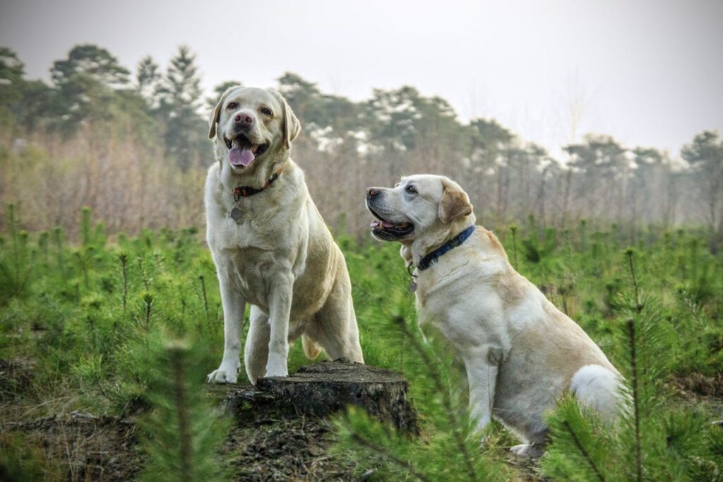 How to Help an Old Dog Gain Weight: A Guide for Pet Owners