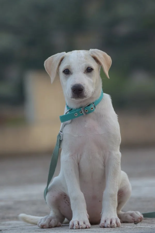 Labrador Puppy Breeders Near Me