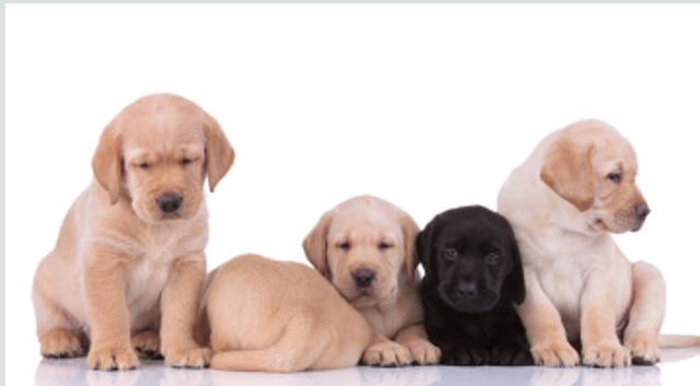 Labrador Puppy Breeders Near Me