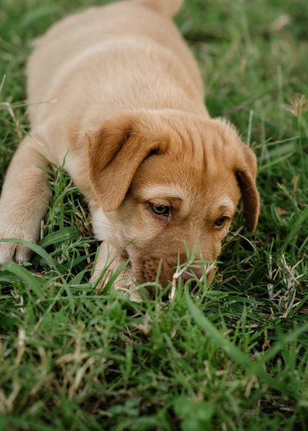 Finding the Right Labrador Puppy Breeders Near Me: A Complete Guide