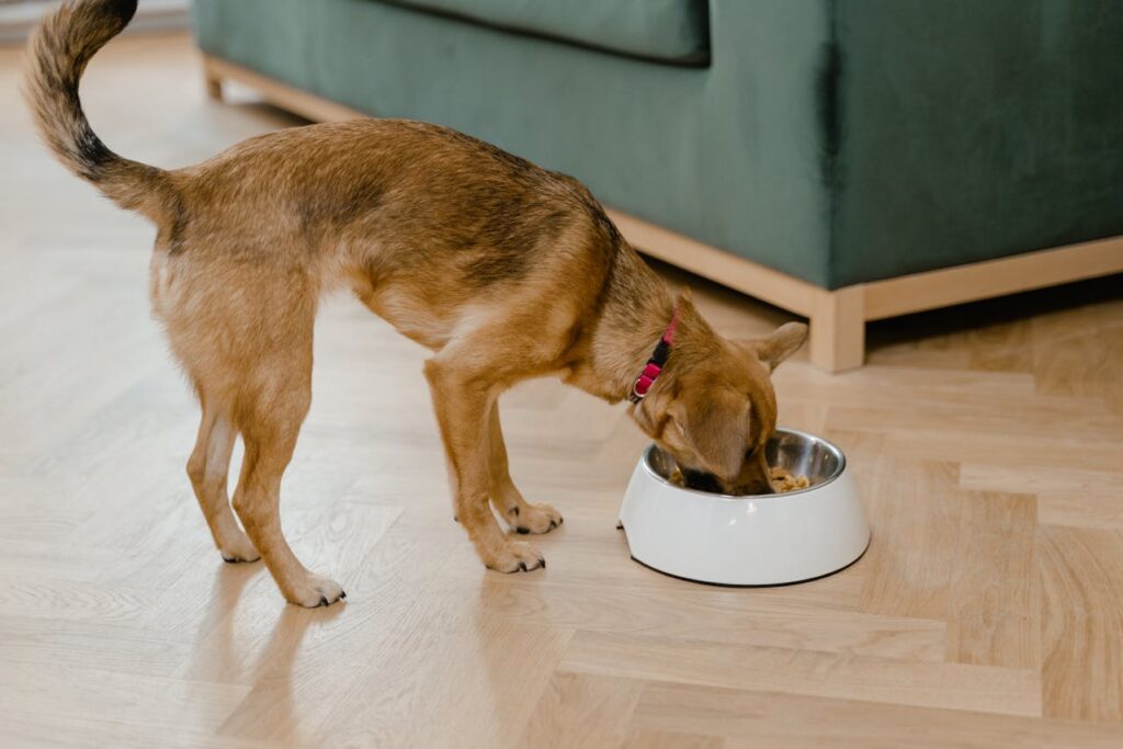 Why Won’t My Dog Eat Dry Food? Causes & Solutions