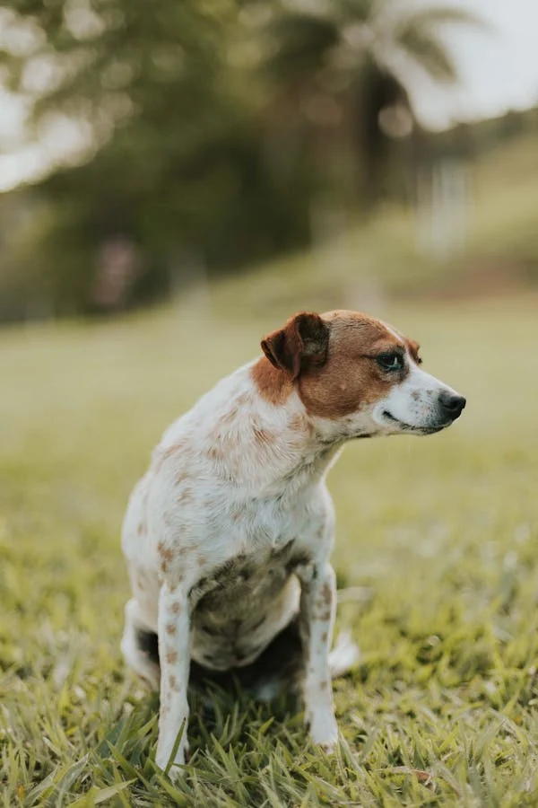 Why Is My Dog Peeing Every 5 Minutes? Understanding the Causes