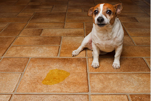 Why a Dog Vomits Yellow Bile: Causes, Prevention, and Treatment