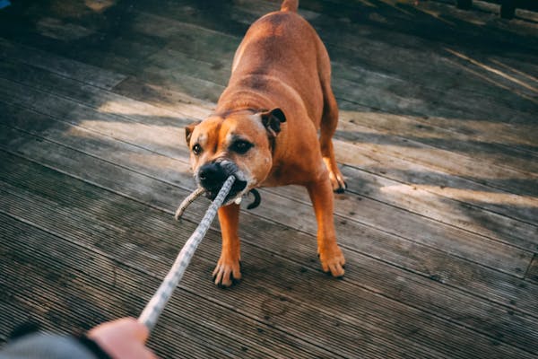 How to Stop Dog Fear Aggression: Effective Tips