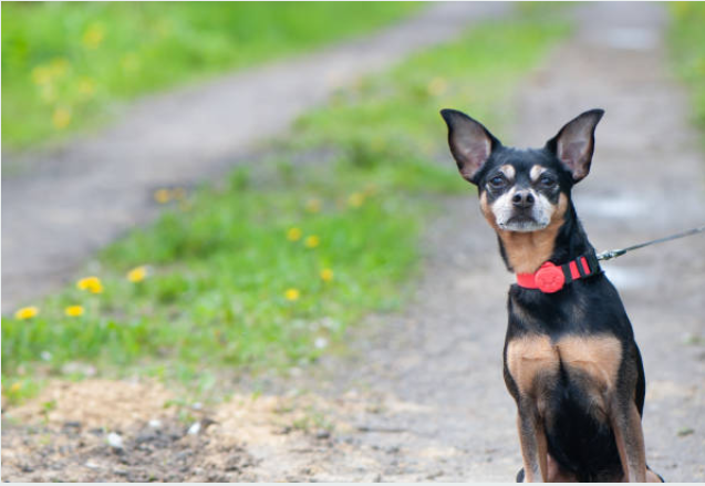 Why Is My Dog Limping and Licking His Paw? Common Causes and Solutions