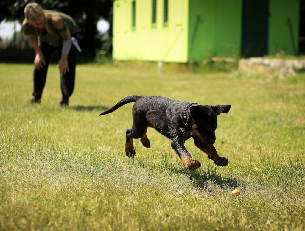 Advanced Tricks to Teach Your Dog