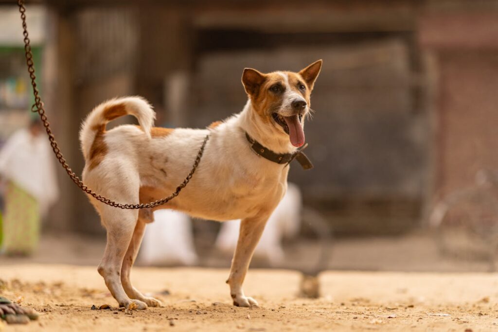 Are Dogs' Tails Sensitive