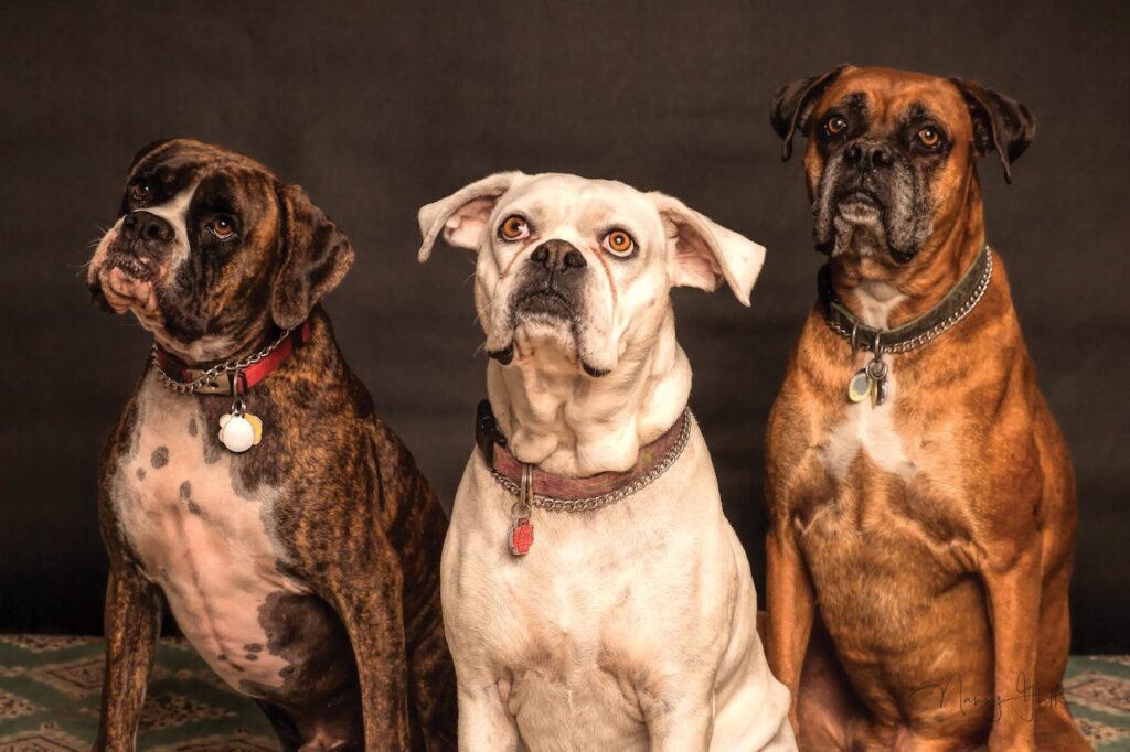 Average Size of Boxer Dog: Height, Weight, and Growth Stages