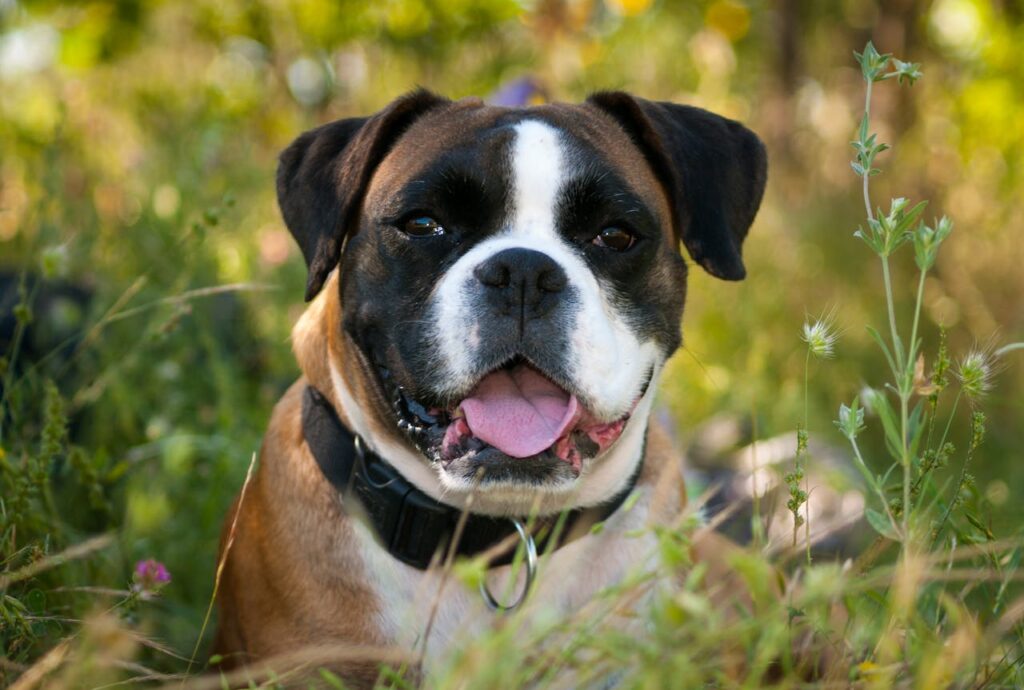 Average Size of Boxer Dog