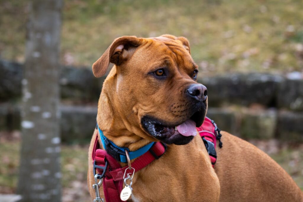 Average Size of Boxer Dog