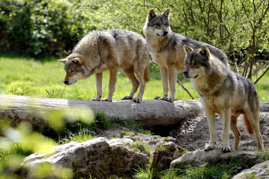 How Big Are Wolves Compared to Dogs