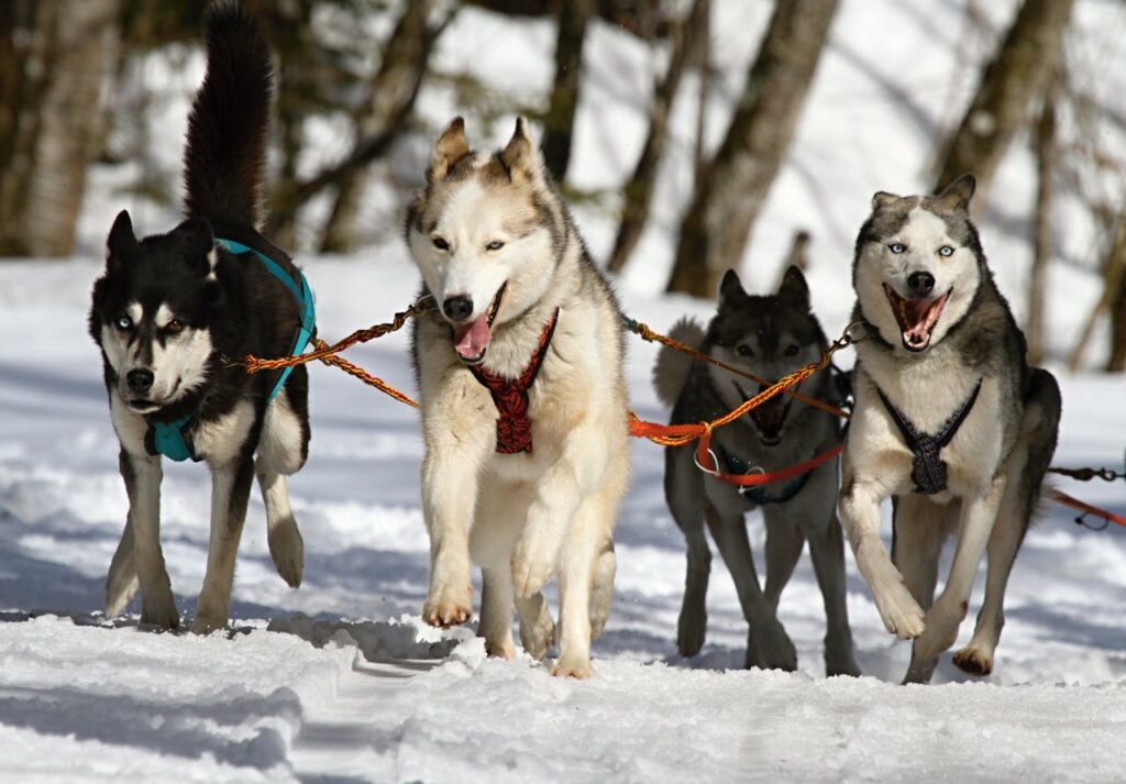 How Big Are Wolves Compared to Dogs