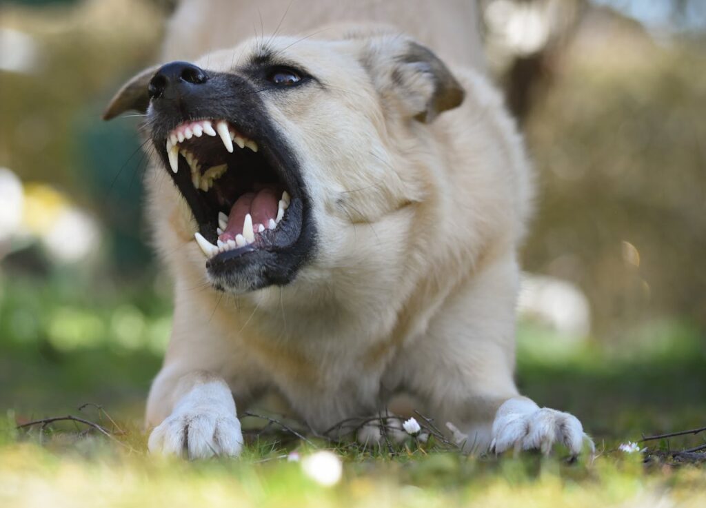 How to Make an Aggressive Dog Friendly: Effective Training