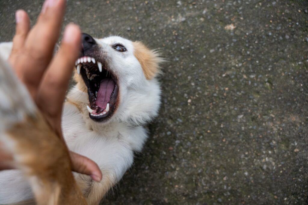 Why Does My Dog Bark at Me Aggressively? Causes and Solutions