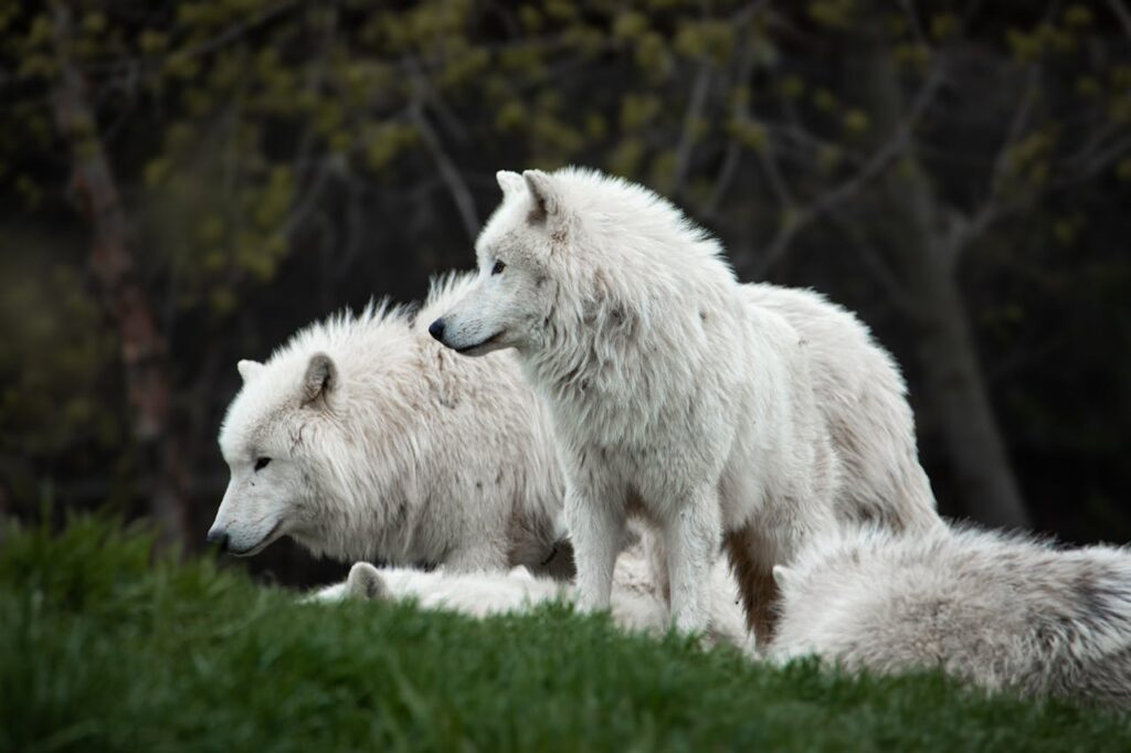 How Big Are Wolves Compared to Dogs? A Size Comparison Guide