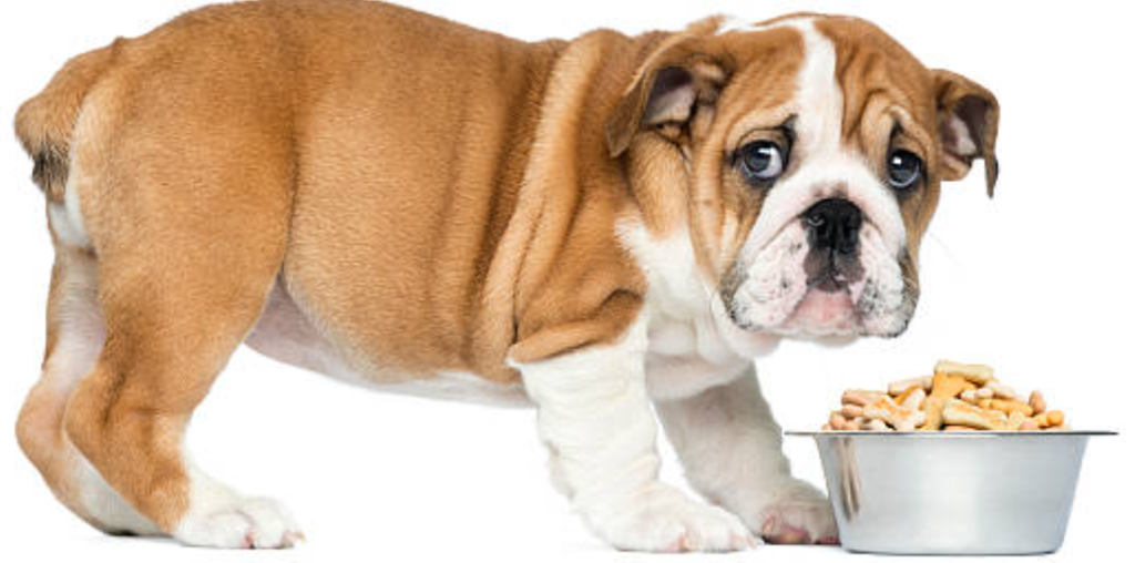 Can Dogs Eat SunChips? Risks and Healthier Alternatives