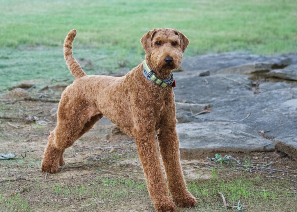 Are Airedale Terriers Good Guard Dogs