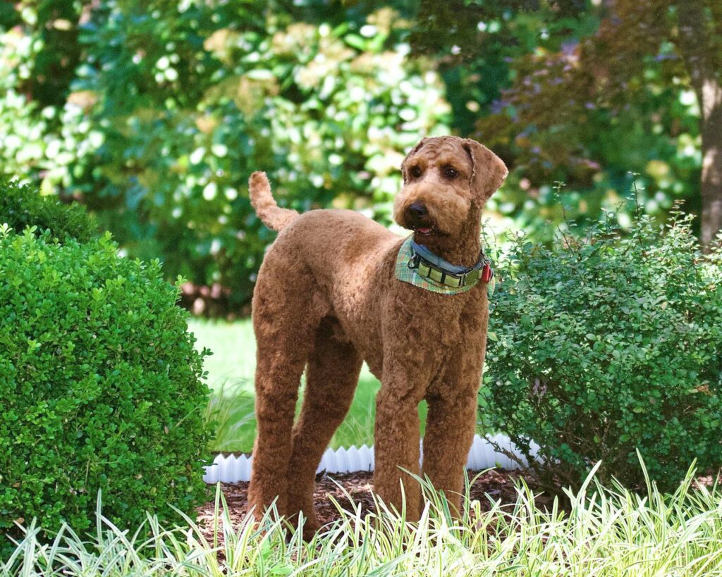 Are Airedale Terriers Good Guard Dogs? Absolutely!