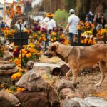 Are Dogs Allowed in Cemeteries? What You Need to Know